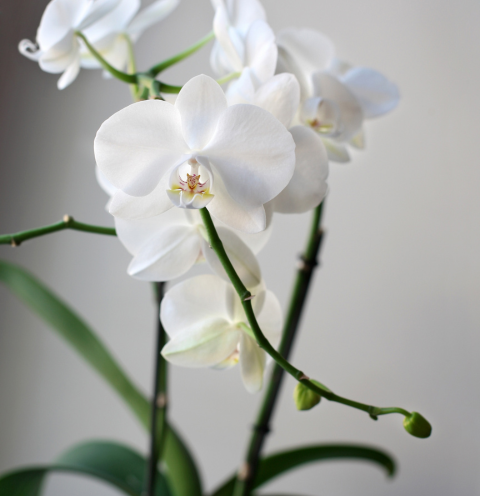 luxurious orchids