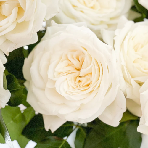 Alabaster Cut Roses