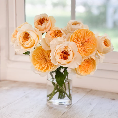 Effie Garden Fresh Cut Roses