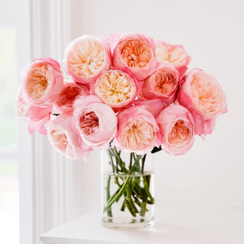 Constance™ Fresh Cut Roses