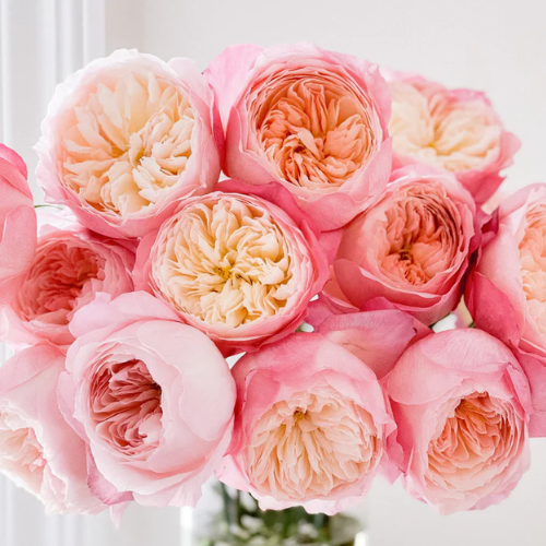 Constance™ Fresh Cut Roses