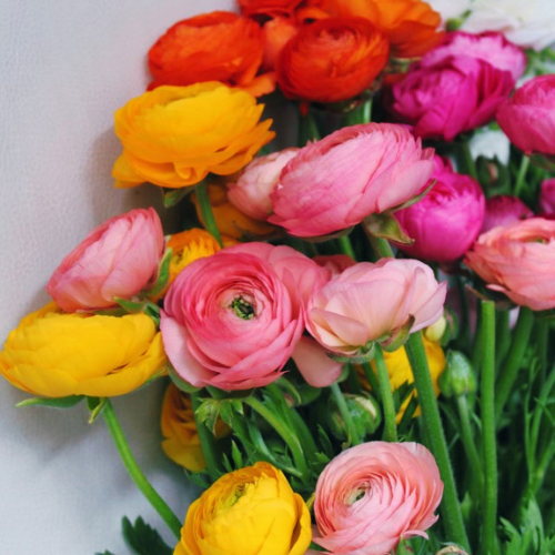 farm fresh ranunculus