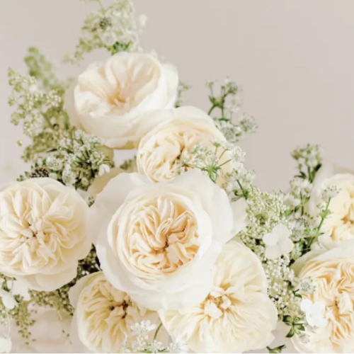 Leonora (David Austin) - Cream White Garden Rose