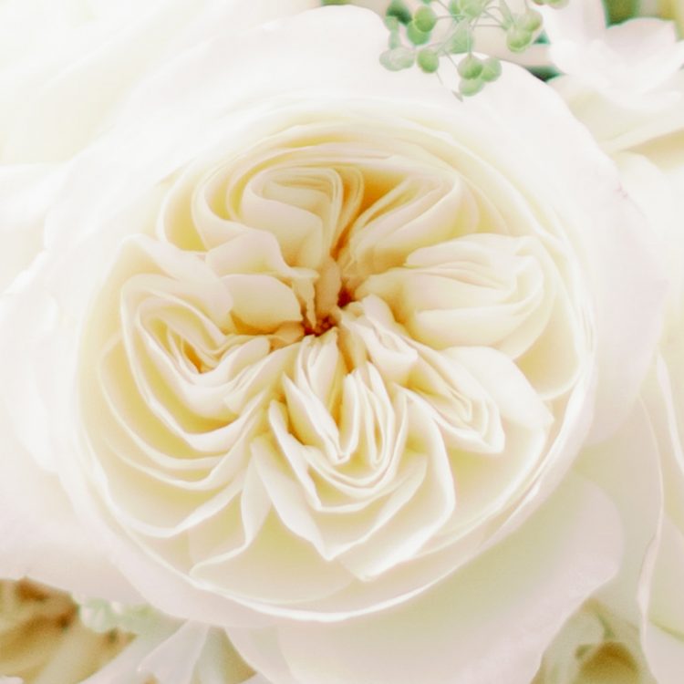 Leonora (David Austin) - Cream White Garden Rose