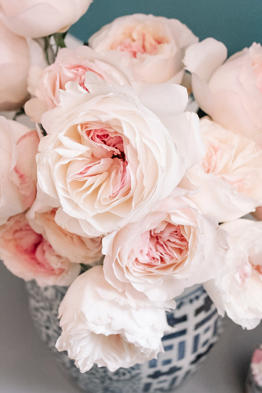 David Austin Keira Rose