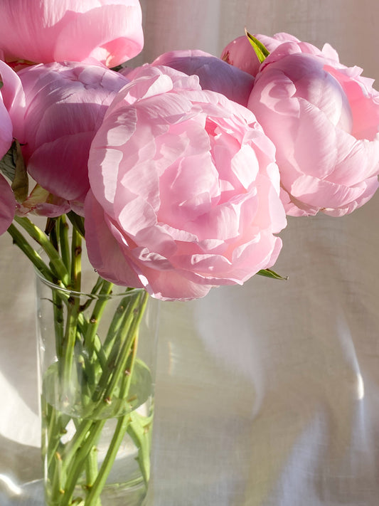 fresh cut peonies