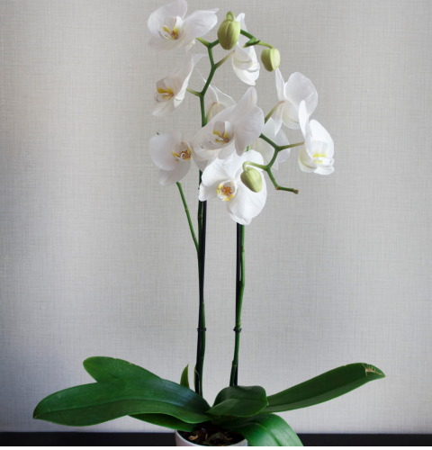 luxurious orchids