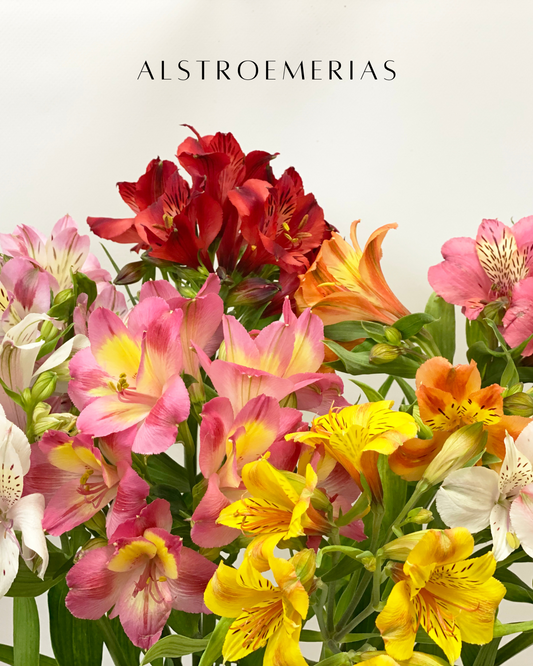 Alstroemeria
