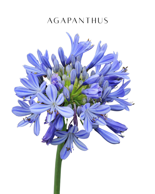 Agapanthus Blue