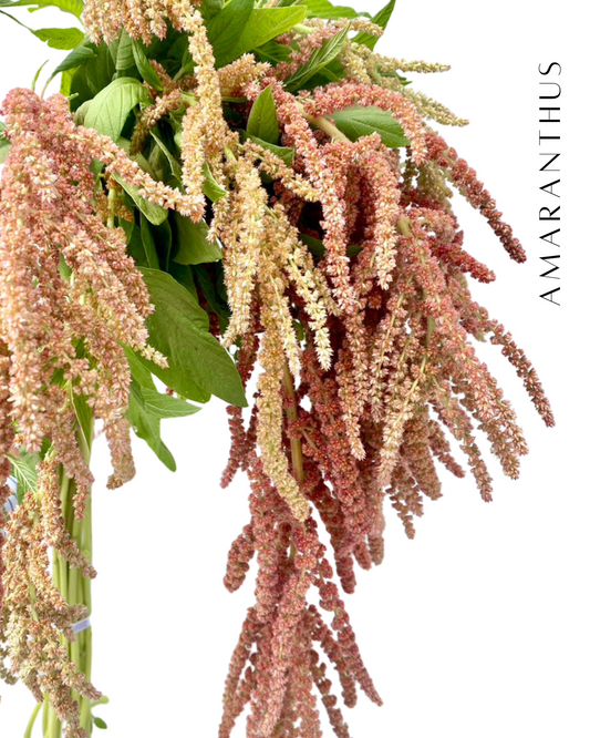 Amaranthus