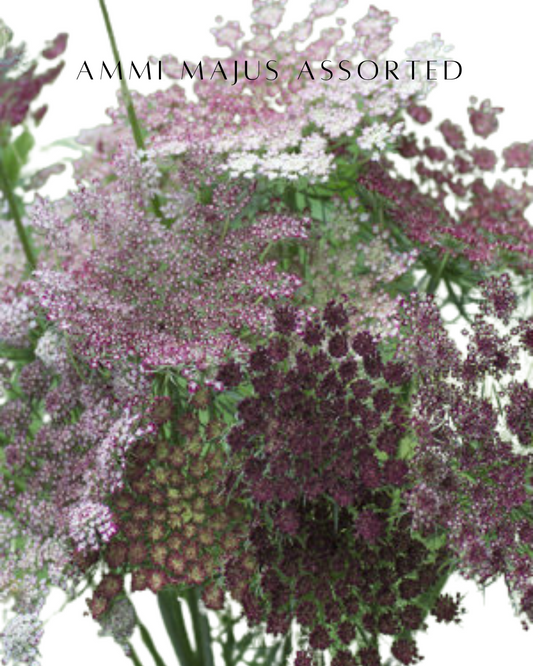 Ammi Majus Assorted
