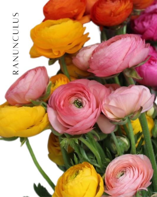 Ranunculus
