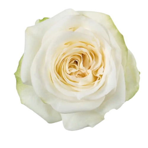 Candlelight Rose: The White Bloom with a Hint of Green